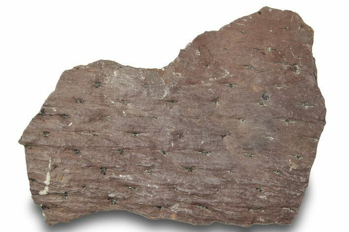 Pennsylvanian Horsetail (Calamites) Stem - Kentucky #252360